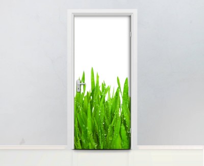 green-grass-wheat-drop-doplet