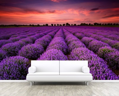 lavender-field-at-sunset
